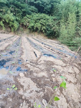 박정석님의 양배추 · 영농일지 작성글 사진