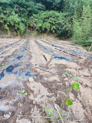 박정석님의 양배추 · 영농일지 작성글 사진
