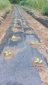 팜모닝 배추·영농일지 게시글 이미지