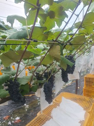 소백산단산포도이종석님의 포도 · 영농일지 작성글 사진