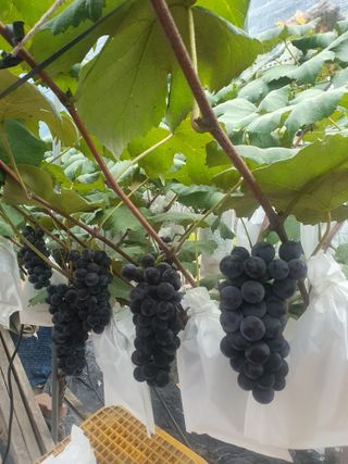 소백산단산포도이종석님의 포도 · 영농일지 작성글 사진