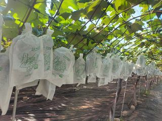 소백산단산포도이종석님의 포도 · 영농일지 작성글 사진