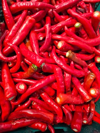 김덕조님의 고추 · 영농일지 작성글 사진