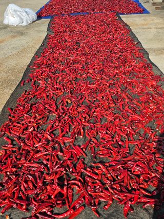 김덕조님의 고추 · 영농일지 작성글 사진