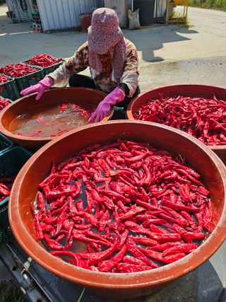 김덕조님의 고추 · 영농일지 작성글 사진