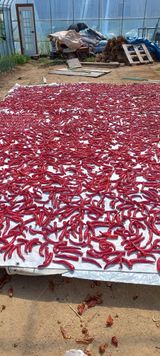 팜모닝 고추·영농일지 게시글 이미지