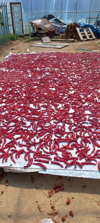 손중호 님의 고추 · 영농일지 작성글 사진