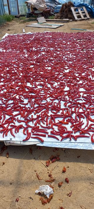 손중호 님의 고추 · 영농일지 작성글 사진