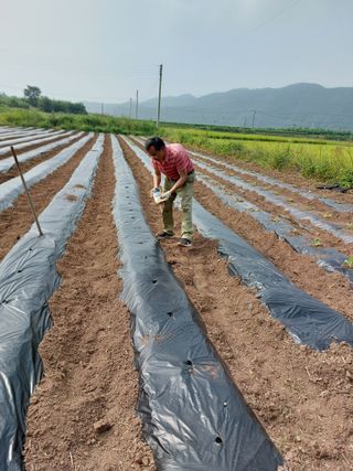 김치환님의 고추 · 영농일지 작성글 사진