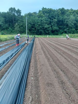 김치환님의 고추 · 영농일지 작성글 사진