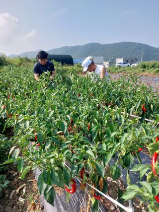 김치환님의 고추 · 영농일지 작성글 사진