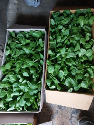 김치환님의 고추 · 영농일지 작성글 사진