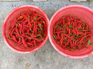 손종철님의 고추 · 영농일지 작성글 사진