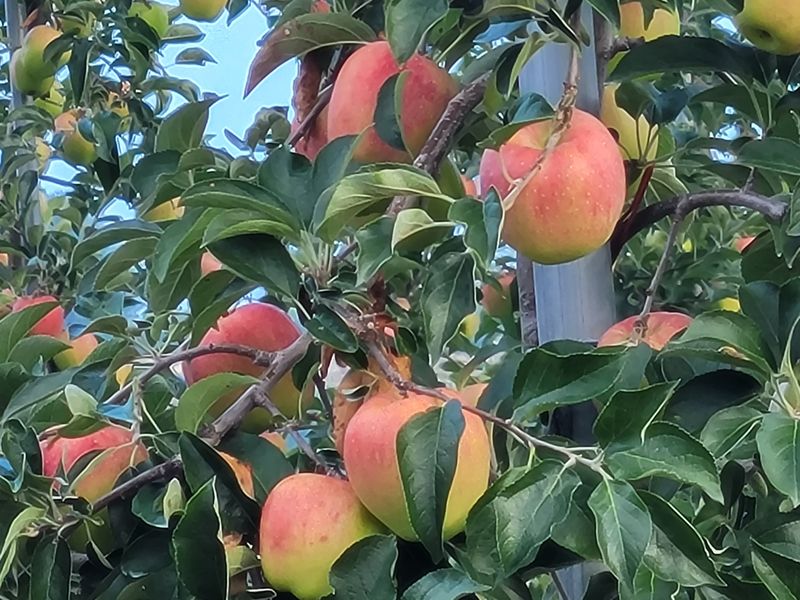 여우내 이순홍님의 장터 판매 상품 [홍로사과즙] 첨부 사진