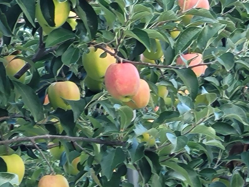 여우내 이순홍님의 장터 판매 상품 [홍로사과즙] 첨부 사진