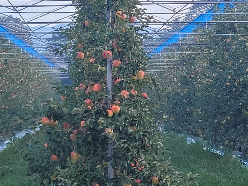 여우내 이순홍님의 장터 판매 상품 [홍로사과즙] 첨부 사진