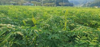 음영민님의 두릅 · 영농일지 작성글 사진