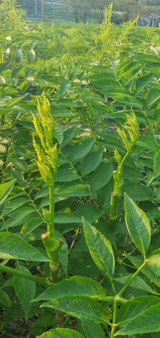 음영민님의 두릅 · 영농일지 작성글 사진