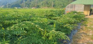 음영민님의 두릅 · 영농일지 작성글 사진