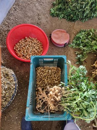 그린1505님의 콩 · 영농일지 작성글 사진