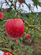 팜모닝 · 게시글 이미지