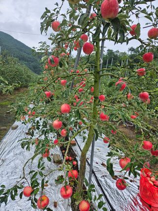 스마일님의 작성글 사진