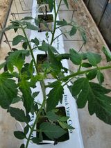 팜모닝 토마토·영농일지 게시글 이미지