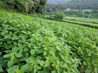 송인자님의 들깨 · 영농일지 작성글 사진