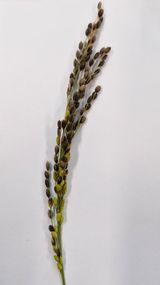 팜모닝 벼·병해충상담 게시글 이미지