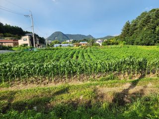 가평오디님의 들깨 · 영농일지 작성글 사진
