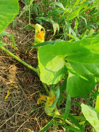 마바리63님의 호박 · 영농일지 작성글 사진