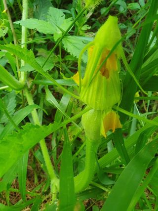 마바리63님의 호박 · 영농일지 작성글 사진