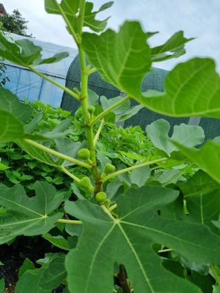 이병문님의 나의 농사 애장품을 자랑해요 · 참여글 작성글 사진