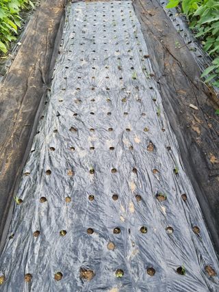 이병문님의 나의 농사 애장품을 자랑해요 · 참여글 작성글 사진