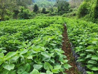 풀빛정원님의 들깨 · 영농일지 작성글 사진