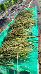 팜모닝 참깨·영농일지 게시글 이미지