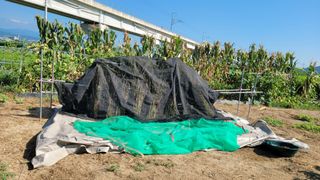 포항 농민66님의 참깨 · 영농일지 작성글 사진