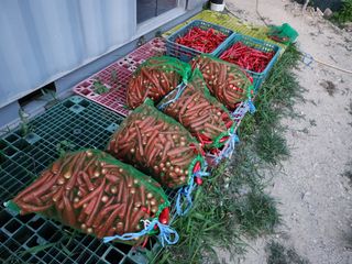 초원농원님의 고추 · 영농일지 작성글 사진