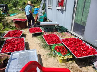 초원농원님의 고추 · 영농일지 작성글 사진