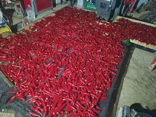 초원농원님의 고추 · 영농일지 작성글 사진