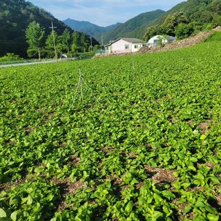 서동일님의 나의 농사 애장품을 자랑해요 · 참여글 작성글 사진