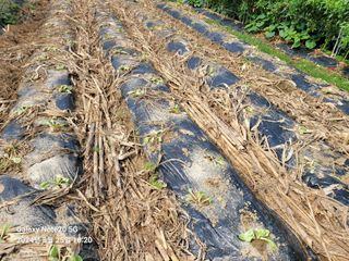김성식님의 배추 · 영농일지 작성글 사진