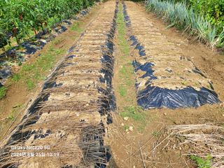 김성식님의 배추 · 영농일지 작성글 사진