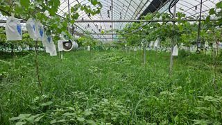 송석원님의 포도 · 영농일지 작성글 사진