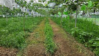 송석원님의 포도 · 영농일지 작성글 사진