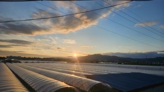 송석원님의 포도 · 영농일지 작성글 사진