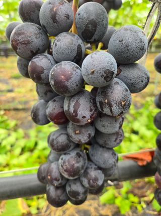 동동예행복농장님의 포도 · 영농일지 작성글 사진