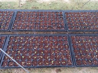 Happy100w님의 배추 · 영농일지 작성글 사진