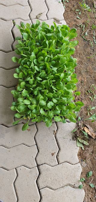 박상중님의 배추 · 영농일지 작성글 사진