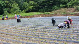 요리하는 농부님의 자유주제 · 사진전 작성글 사진